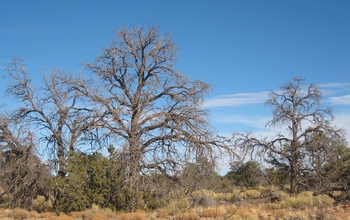 Dead pinyon pines near Flagstaff, Arizona, following a severe drought and bark beetle outbreak.